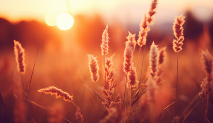 Meadow Golden Hour Flowers Autumn Fall Background