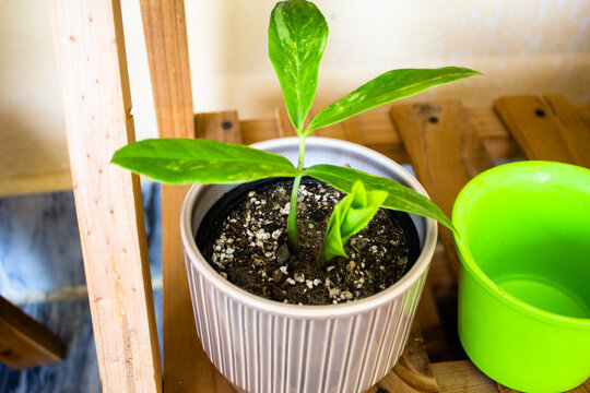 Psychotria viridis, also known as chacruna, chacrona, or chaqruy in the Quechua languages, is a perennial, shrubby flowering plant in the coffee family Rubiaceae. It is a close relative of Psychotria 