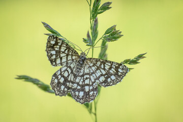 Prześliczny motyl na zielonej wiosennej łące
