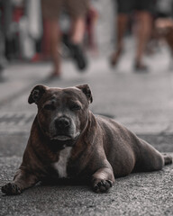 Bouldog