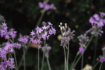 petites fleurs 