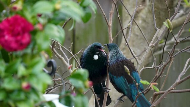 Tūī birds in New Zealand fighting in a tree  in slow motion