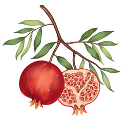 Full and half pomegranate fruit with stalk.