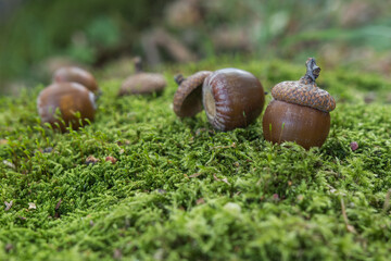 Acorns from tree of northern red oak on moss, close up. Autumn background. 