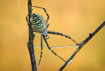 Piękny barwny pająk na wiosennej łące