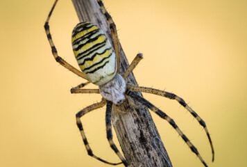 Piękny barwny pająk na wiosennej łące