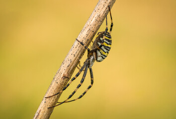 Piękny barwny pająk na wiosennej łące - obrazy, fototapety, plakaty
