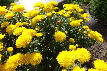 Multifold yellow flowers of Chrysanthemums in October