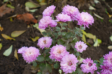 Dulled pink flowers of Chrysanthemums in November