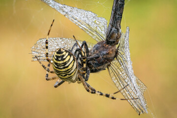 Piękny barwny pająk podczas posiłku na polanie - obrazy, fototapety, plakaty