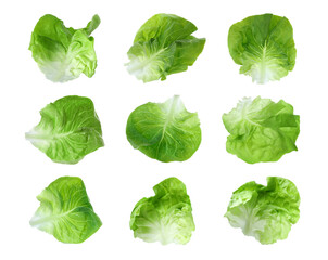 Set with leaves of butter lettuce isolated on white