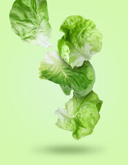 Leaves of butter lettuce falling on pale green background