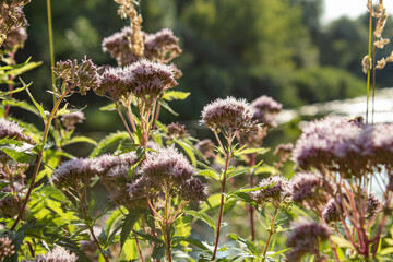 flowers in the meadow