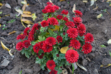 Dwarf bush of red Chrysanthemums in full bloom in November