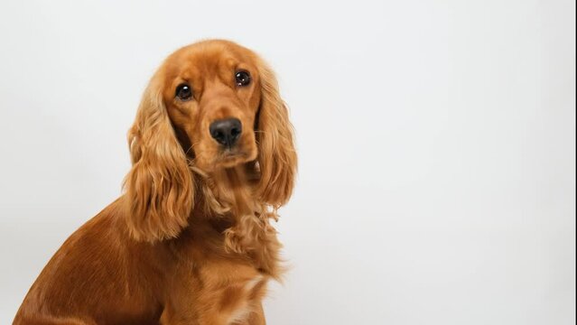 Beautiful red English cocker spaniel on a white background. The dog looks around.
