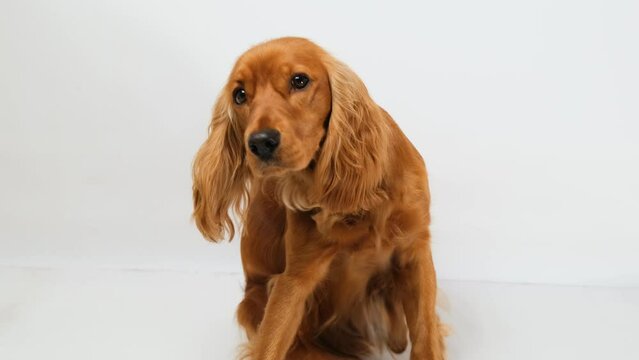 English Cocker Spaniel scratching itself on a white background. The dog is itching.