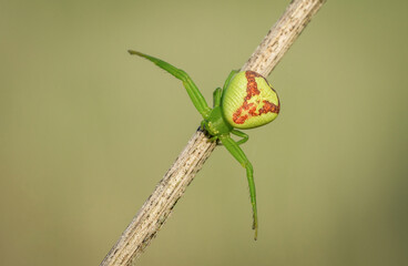 Śliczny zielony pająk na wiosennej łące - obrazy, fototapety, plakaty
