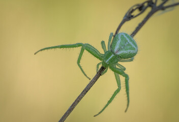 Śliczny zielony pająk na wiosennej łące