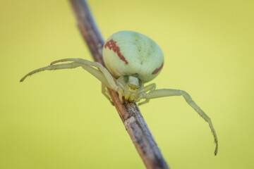 Śliczny biały pająk na wiosennej łące - obrazy, fototapety, plakaty
