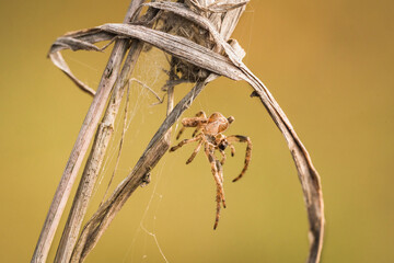 Uroczy brązowy pająk na leśnej polanie - obrazy, fototapety, plakaty