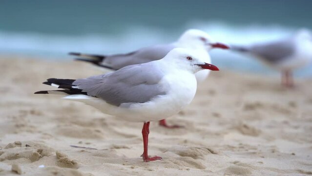 Flock of Australian silver gull, chroicocephalus novaehollandiae perched on the sandy beach on a windy day at the coastal environment, handheld motion close up shot.
