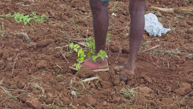 A farmer is planting and tightening the soil around the jasmine plant by trampling