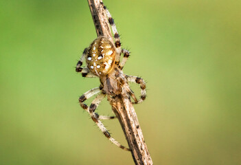 Uroczy pająk krzyżak na wiosennej łące - obrazy, fototapety, plakaty