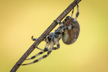 Uroczy pająk krzyżak na wiosennej łące - obrazy, fototapety, plakaty