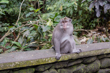 Naklejka na ściany i meble monkey in sacred monkey forest of Ubud, Bali, Indonesia. 