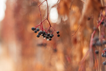 Blur. Wild grapes in autumn. Autumn Park.