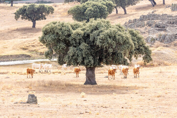 Cows in the fields of Salamanca, Spain