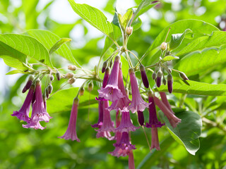 (Iochroma cyaneum)  Close up on clusters of trumpet-shaped tubular purple flowers, enlarged crown, lobed corolla,long stamens and anthers with pollen in terminal umbels on downy branches
 - obrazy, fototapety, plakaty