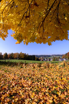 Bäume im Herbst vor blauem Himmel