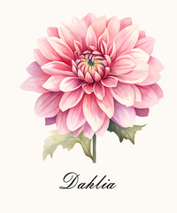 Watercolor pink single dahlia flower. Watercolor botanical illustration isolated.