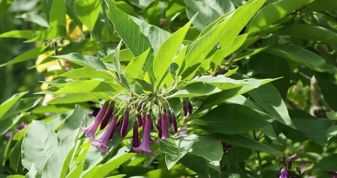 (Iochroma cyaneum)  Close up on clusters of trumpet-shaped tubular purple flowers, enlarged crown, lobed corolla,long stamens and anthers with pollen in terminal umbels on downy branches
