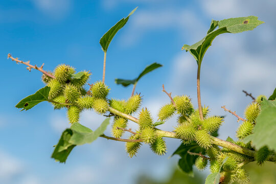 A detail of a Xanthium plant also known as common cocklebur during the summer season
