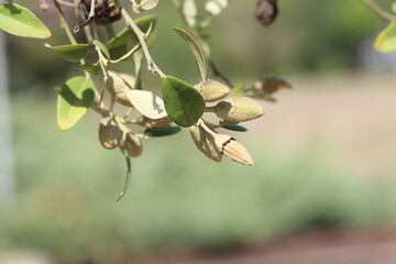 seed pods of pyramid tree (lagunaria patersonia)