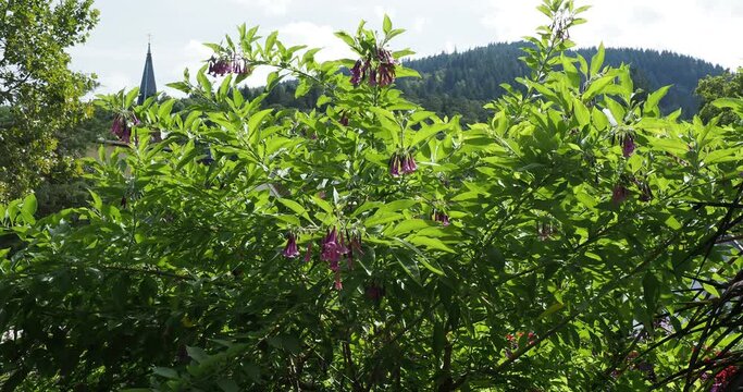 (Iochroma cyaneum) Churcu tree with erect habit and downy, brittle branches. Oblong and acuminate foliage, covered with gray-green pubescence. Purple-pink bell-shaped inflorescence in umbels
