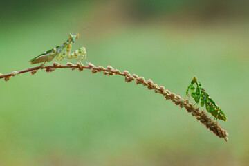 photo of two mantises perched on a grass stalk