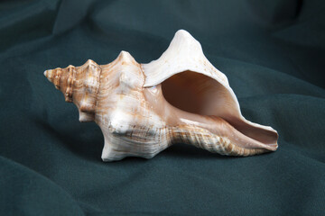 a conch shell on a green wavy curtain. Minimal color style life photography