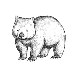 Vector hand-drawn illustration of wombat isolated on white. A black and white biological sketch of an Australian animal in the style of an engraving.