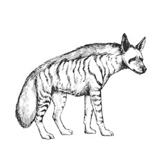 Fototapeta premium Vector hand-drawn illustration of a striped hyena isolated on white. A black and white biological sketch of an animal living in the savanna.