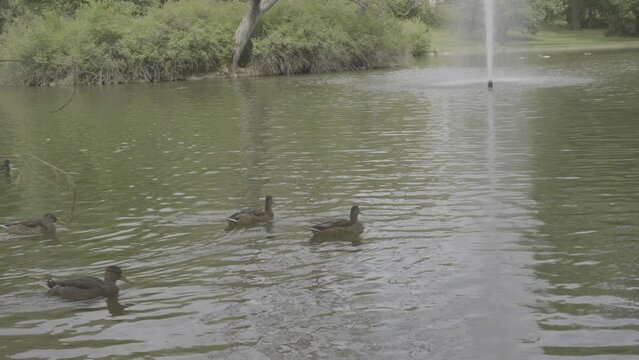 herde ente