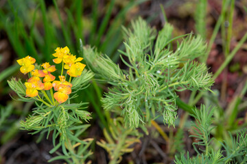 Macrophotographie de fleur sauvage - Euphorbe petit-cyprès - Euphorbia cyparissias