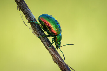Śliczny chrząszcz na zielonej wiosennej polanie - obrazy, fototapety, plakaty