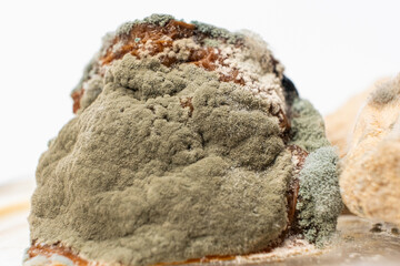 Mold on food macro on a white background. The danger of mold, stale products.