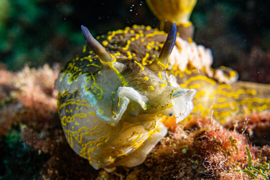 Variable Sternschnecke - Doridacea