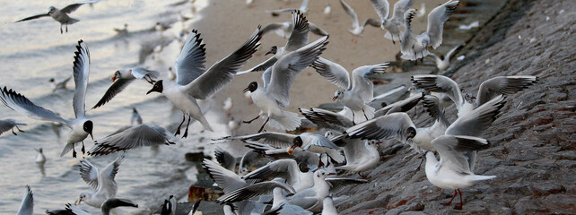 Seagulls on the beach in Dubai - obrazy, fototapety, plakaty