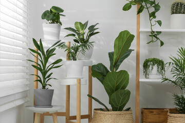 Beautiful plants in pots indoors. House decor