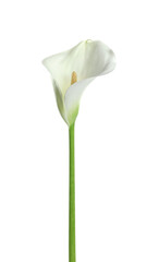 Beautiful calla lily flower isolated on white